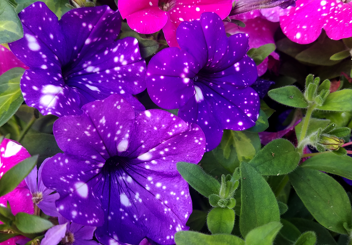 petunia2017-800