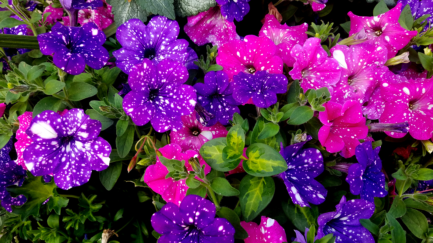 petunias1-2017-800