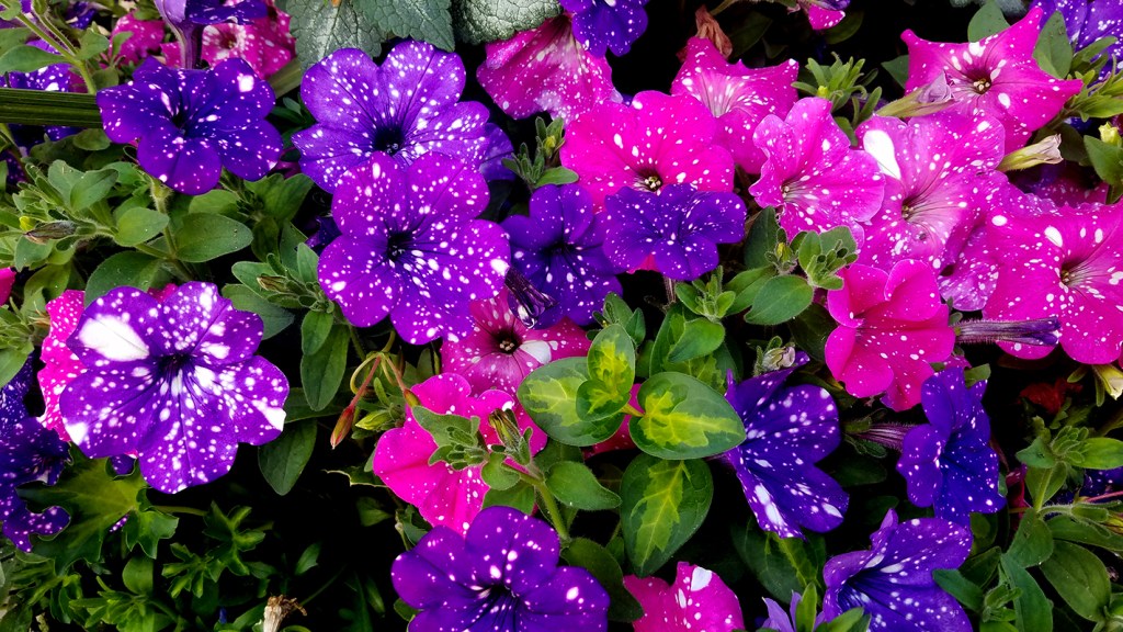 Flower of the Day – June 13, 2017 –&nbsp;Petunias