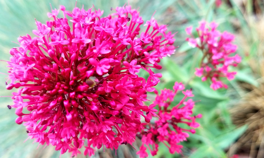 Flower of the Day – June 9,&nbsp;2017