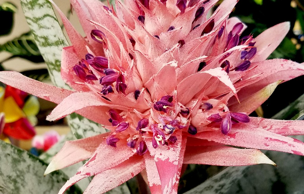 Flower of the Day – June 22, 2017&nbsp;–Bromeliad