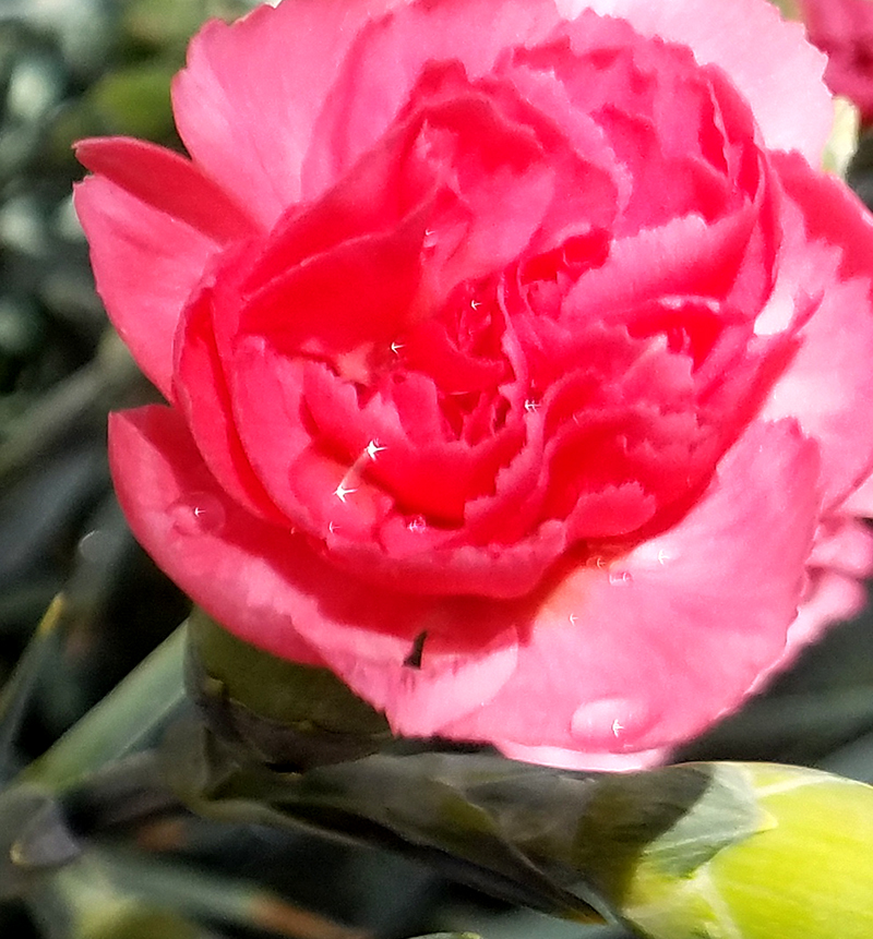 pinkcarnation062017-800