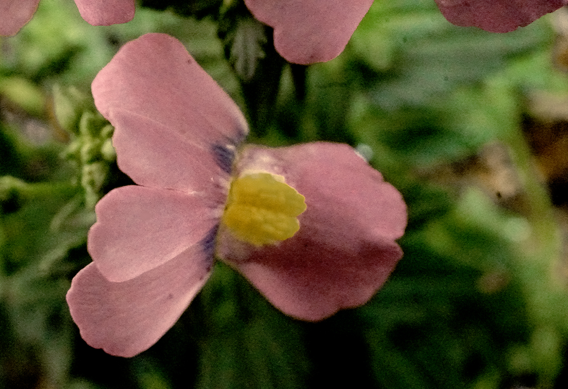 pinkfloral-800-DSC00653