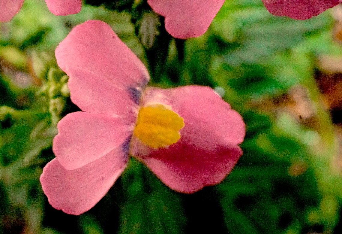 pinkfloral-800-DSC00653