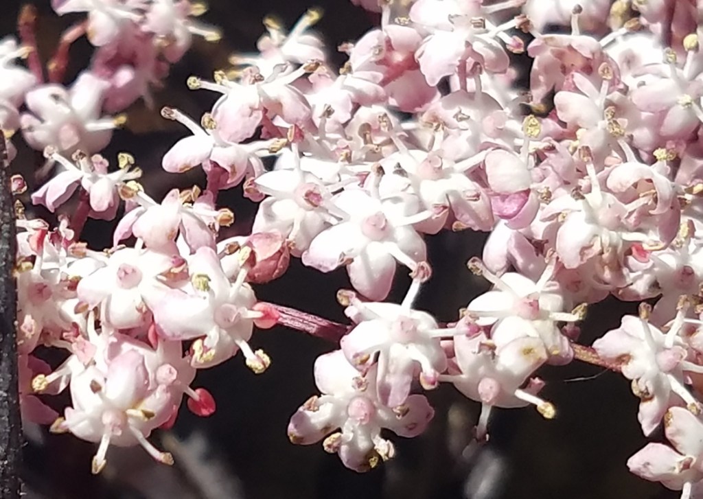 Flower of the Day – June 8,&nbsp;2017