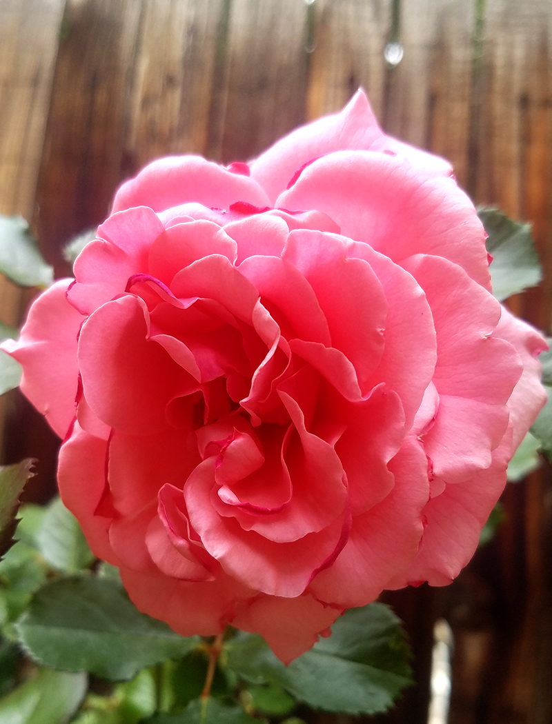 pinkrose-6102017-800