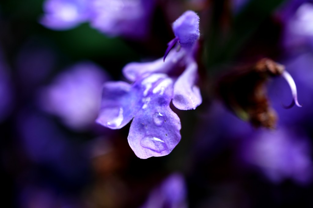 Flower of the Day – June 16,&nbsp;2017