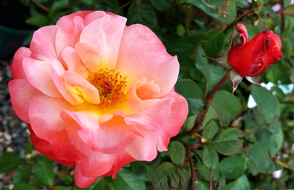 Flower of the Day – June 6, 2017 –&nbsp;Roses