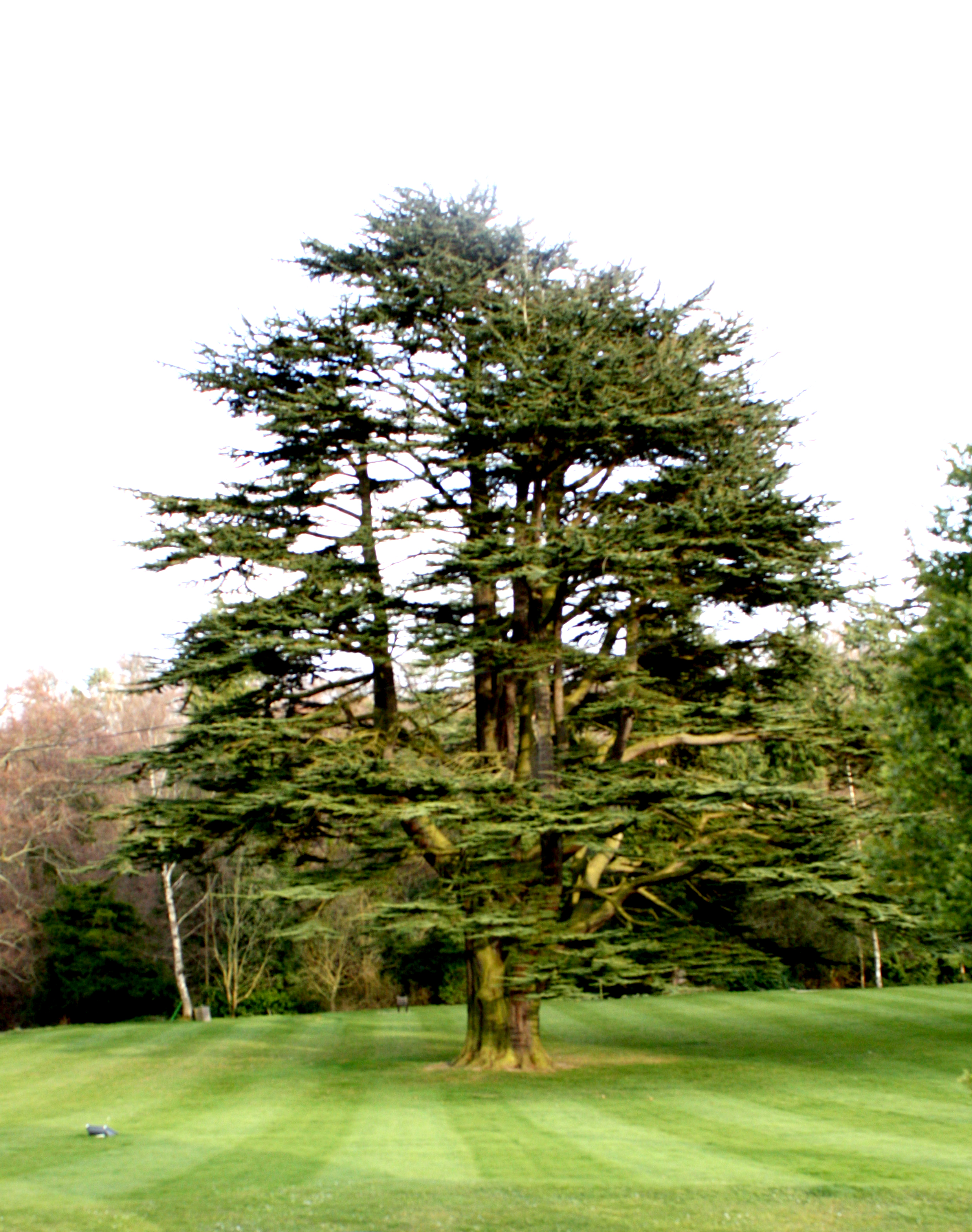 scottish tree-dahlhousieIMG_2313