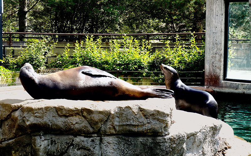 sunnysealDSC00951-800