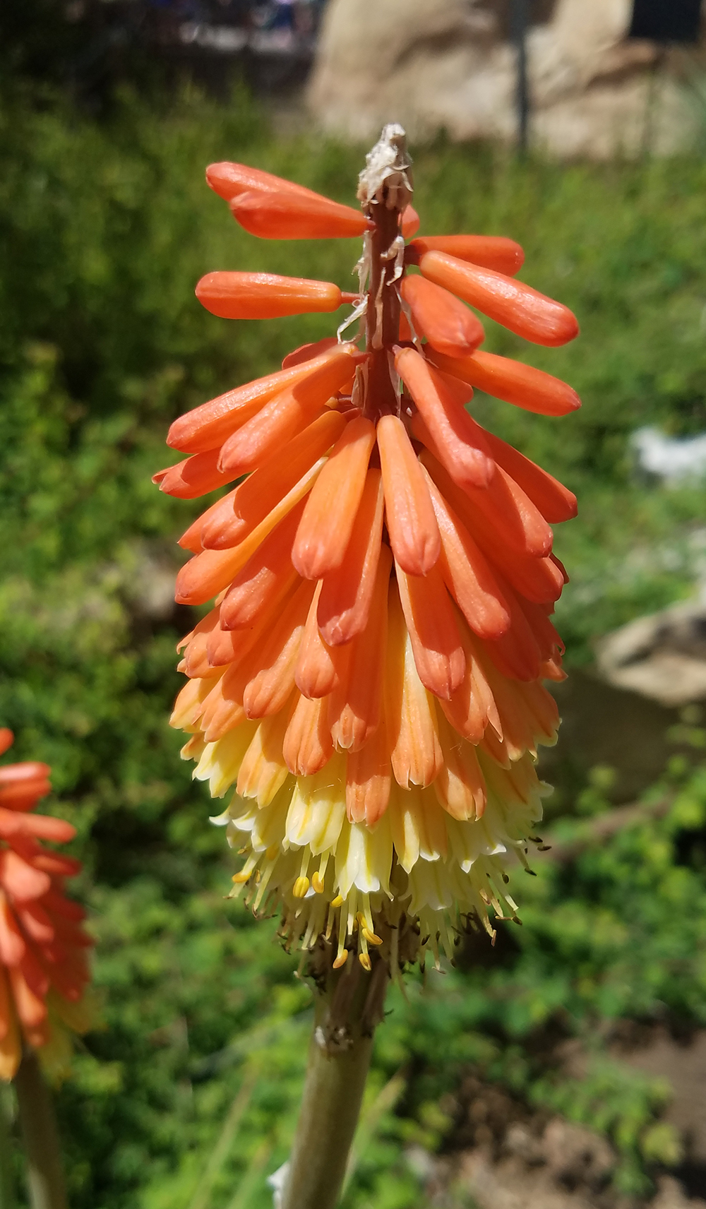 Flower of the Day – June 4,&nbsp;2017