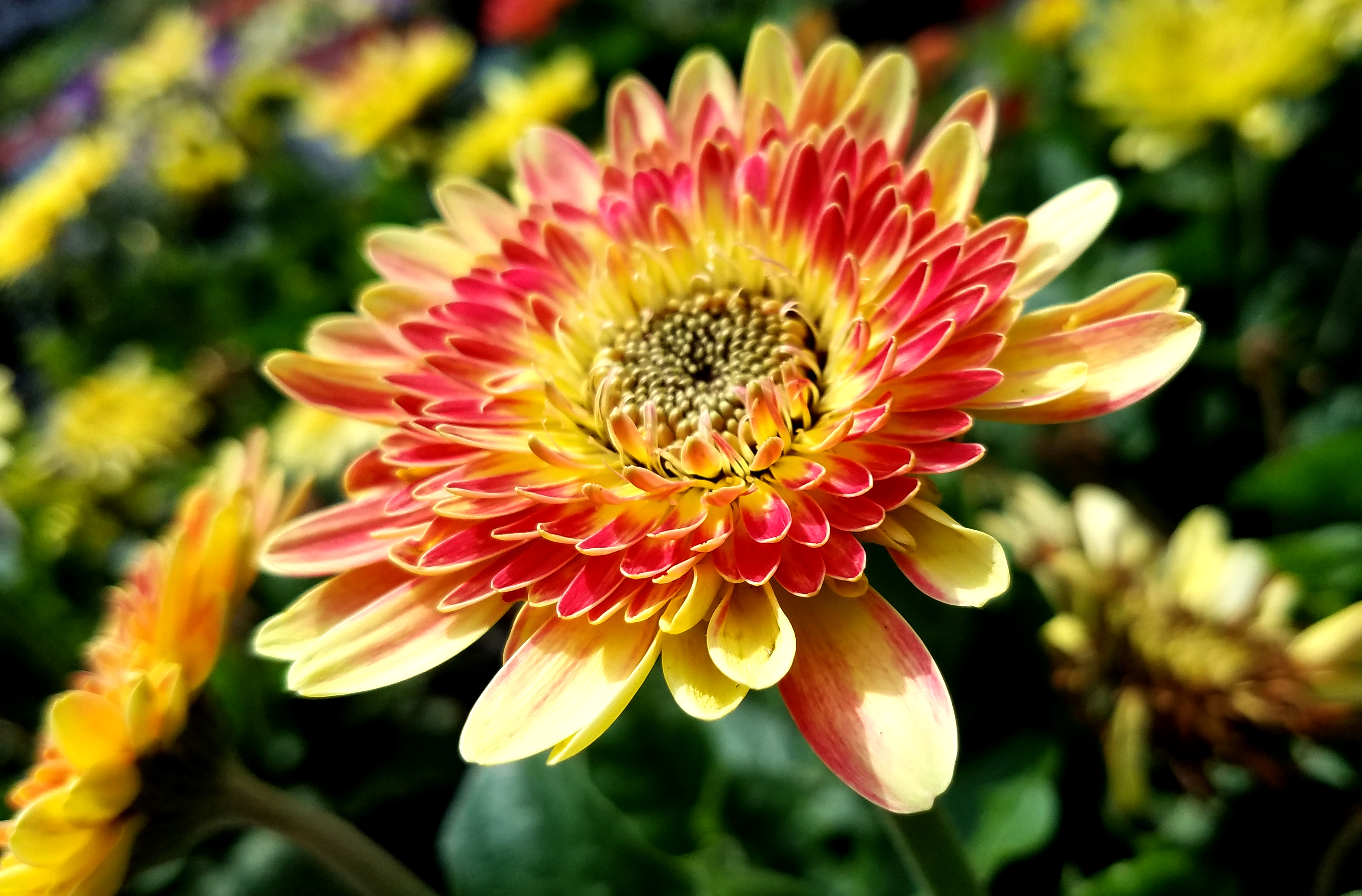 yellowpink-flower06242017.jpg