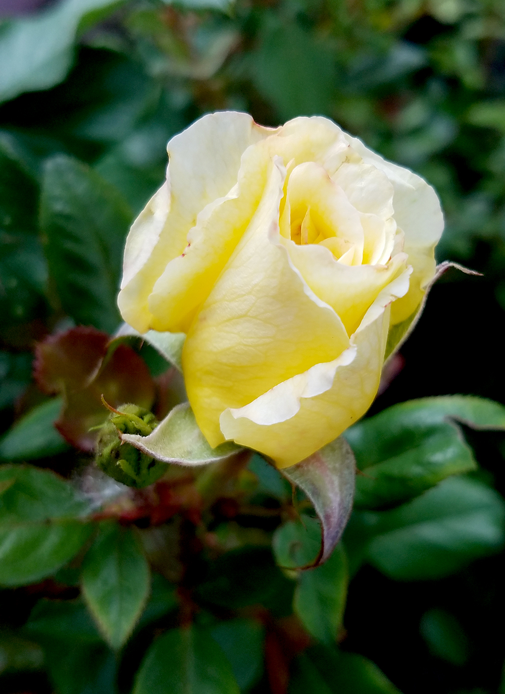 A Photo a Week Challenge:&nbsp;Yellow