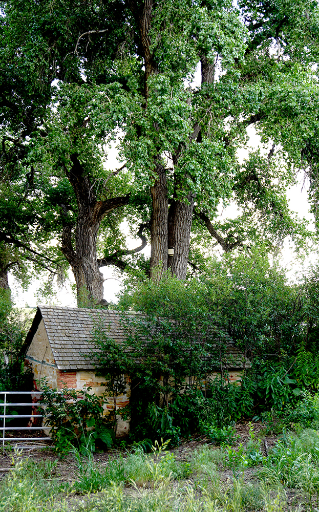 Sunday Trees –&nbsp;294