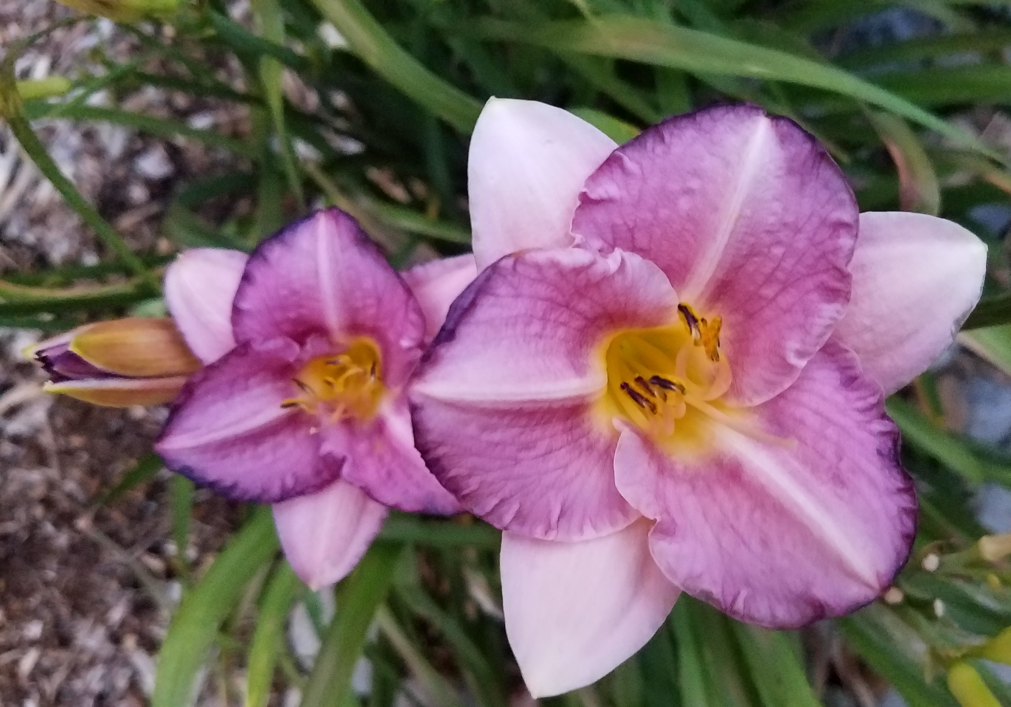 07152017purplelilies