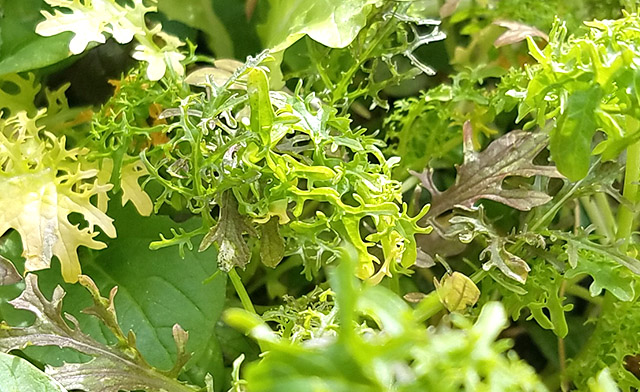 20161028_123745.mixedherbs640