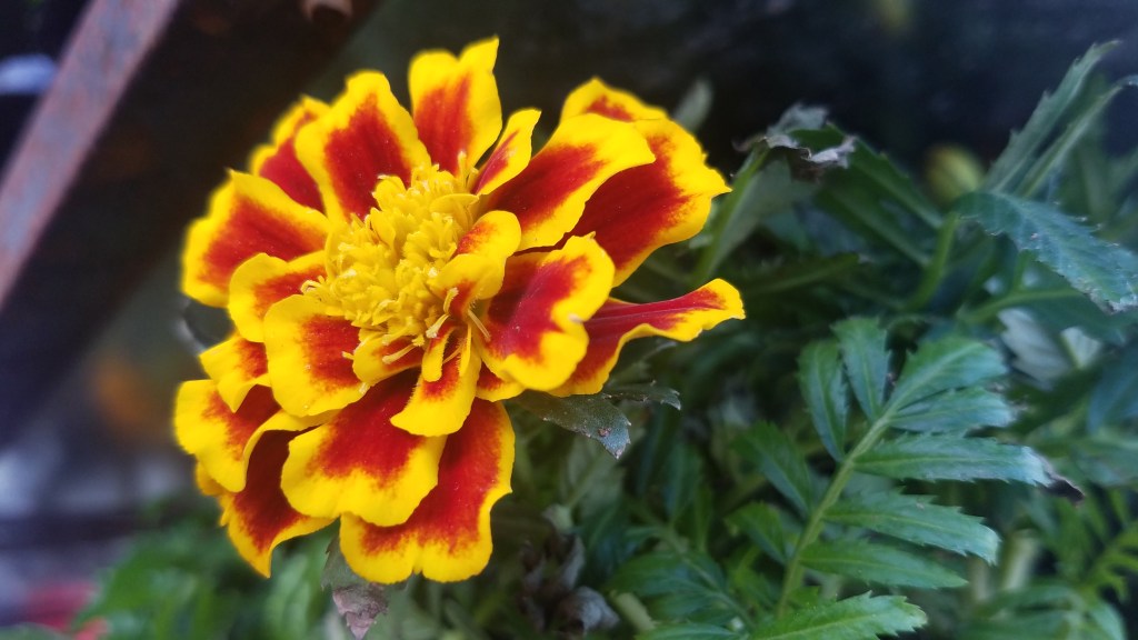 Flower of the Day – July 20, 2017 –&nbsp;Marigold