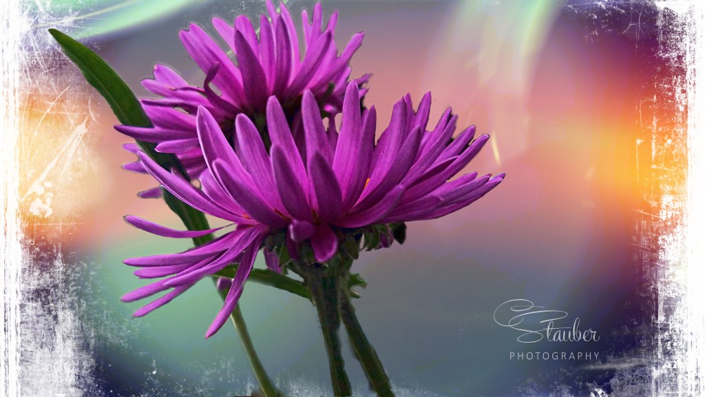 Flower of the Day – August 1, 2017 –&nbsp;Aster