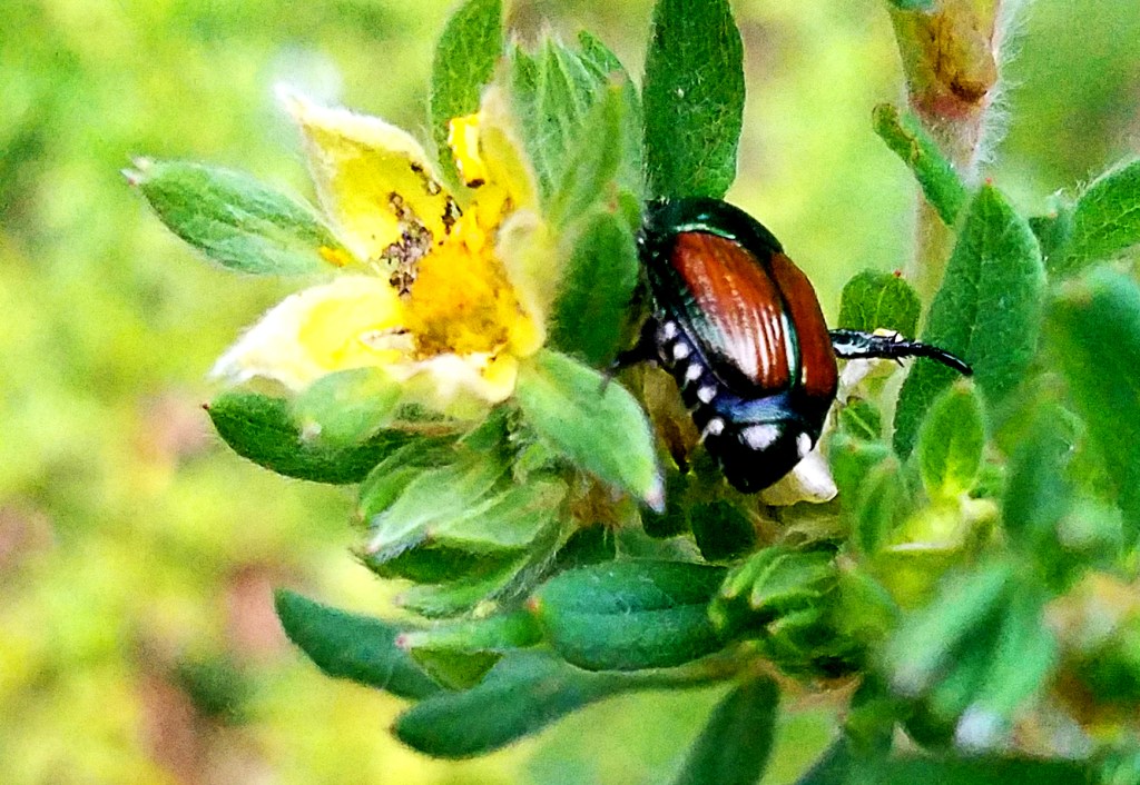 Tuesday Photo Challenge –&nbsp;Bugs