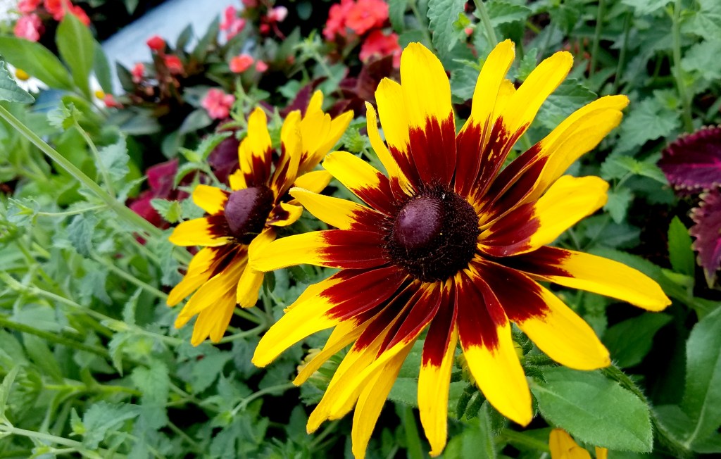 Flower of the Day – July 17, 2017 – Black Eyed&nbsp;Susan