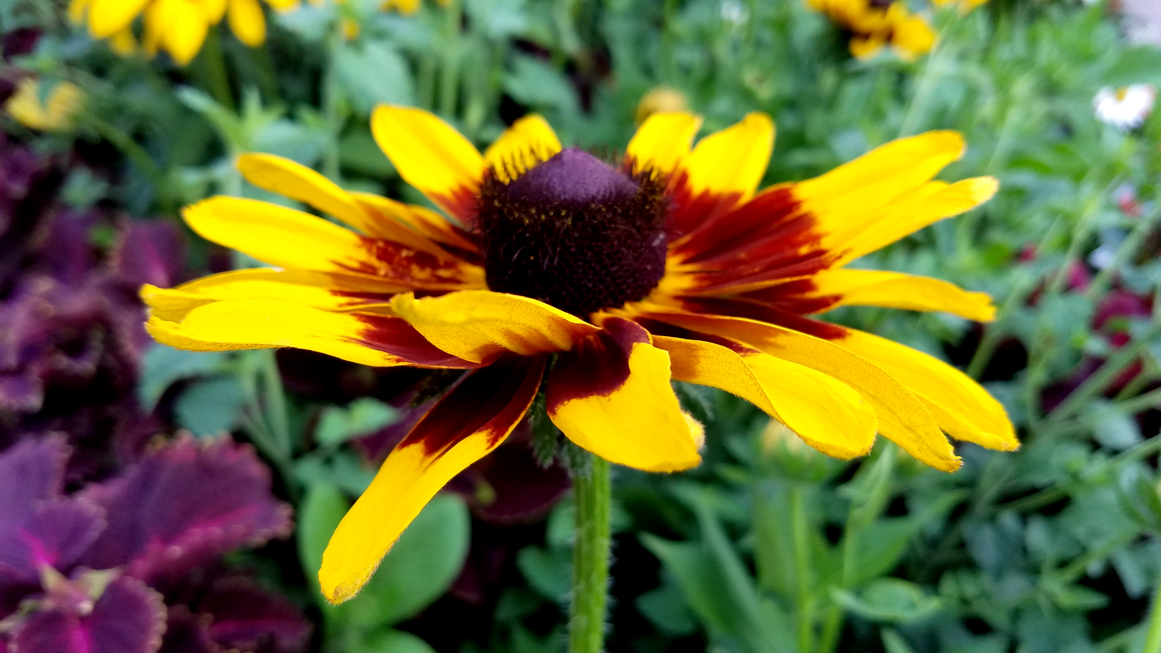 blackeyed-susan07142017