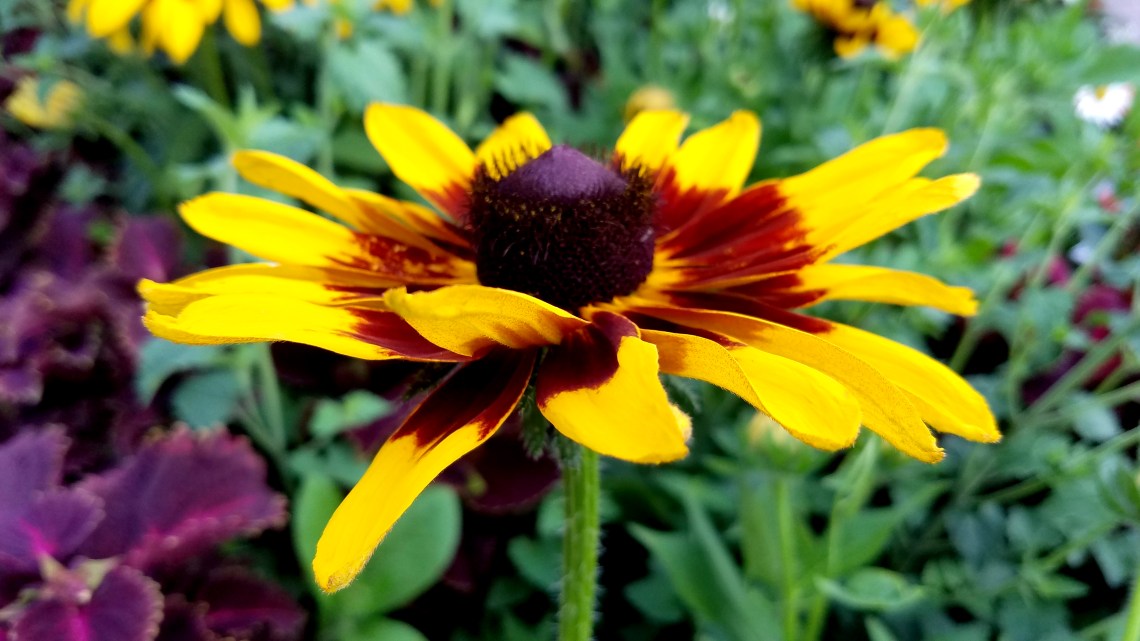 blackeyed-susan07142017