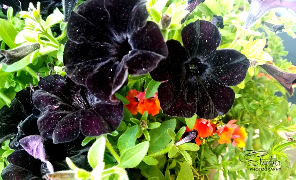 Flower of the Day – July 30, 2017 –Black&nbsp;Petunia