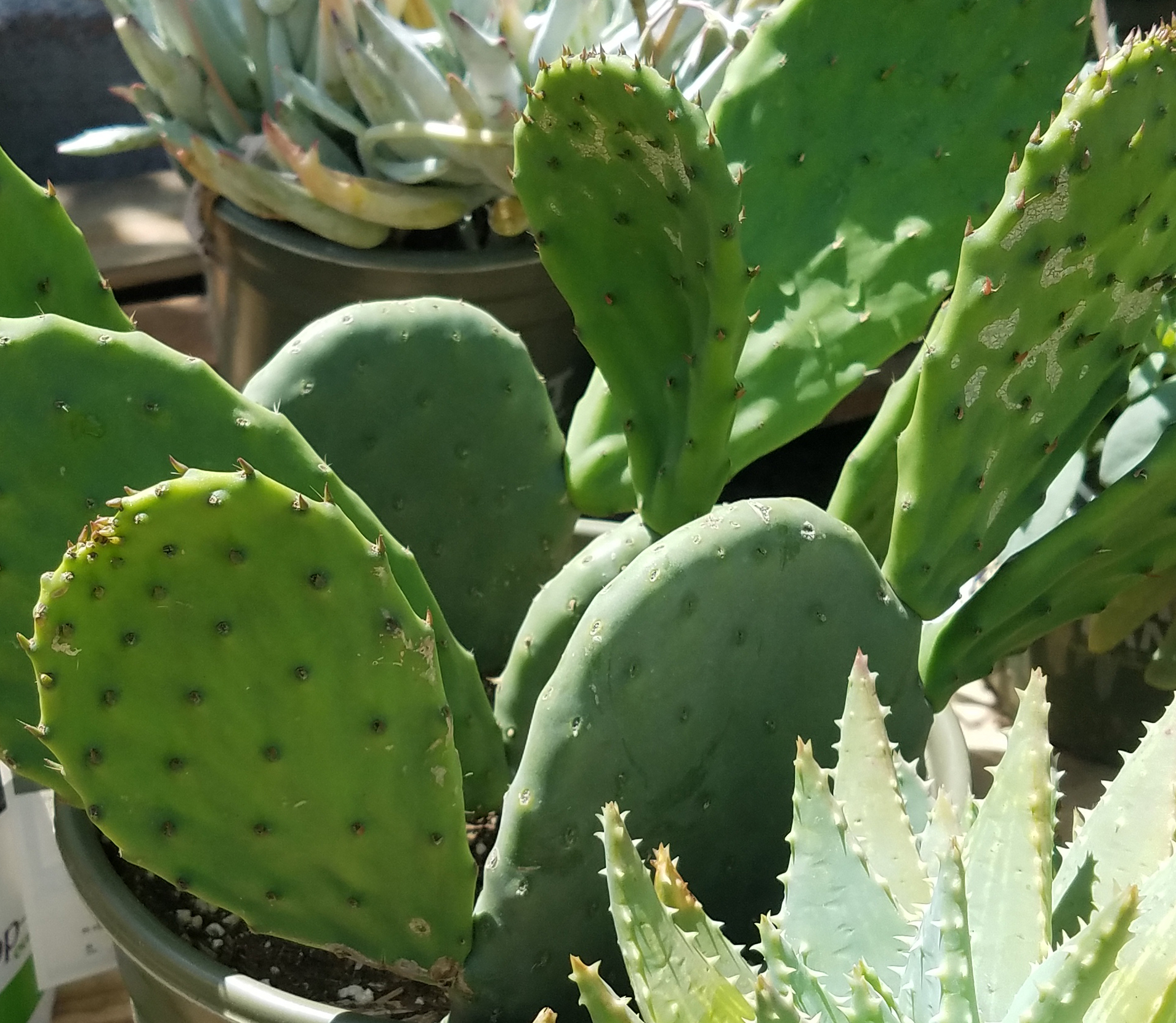 cacti-txture
