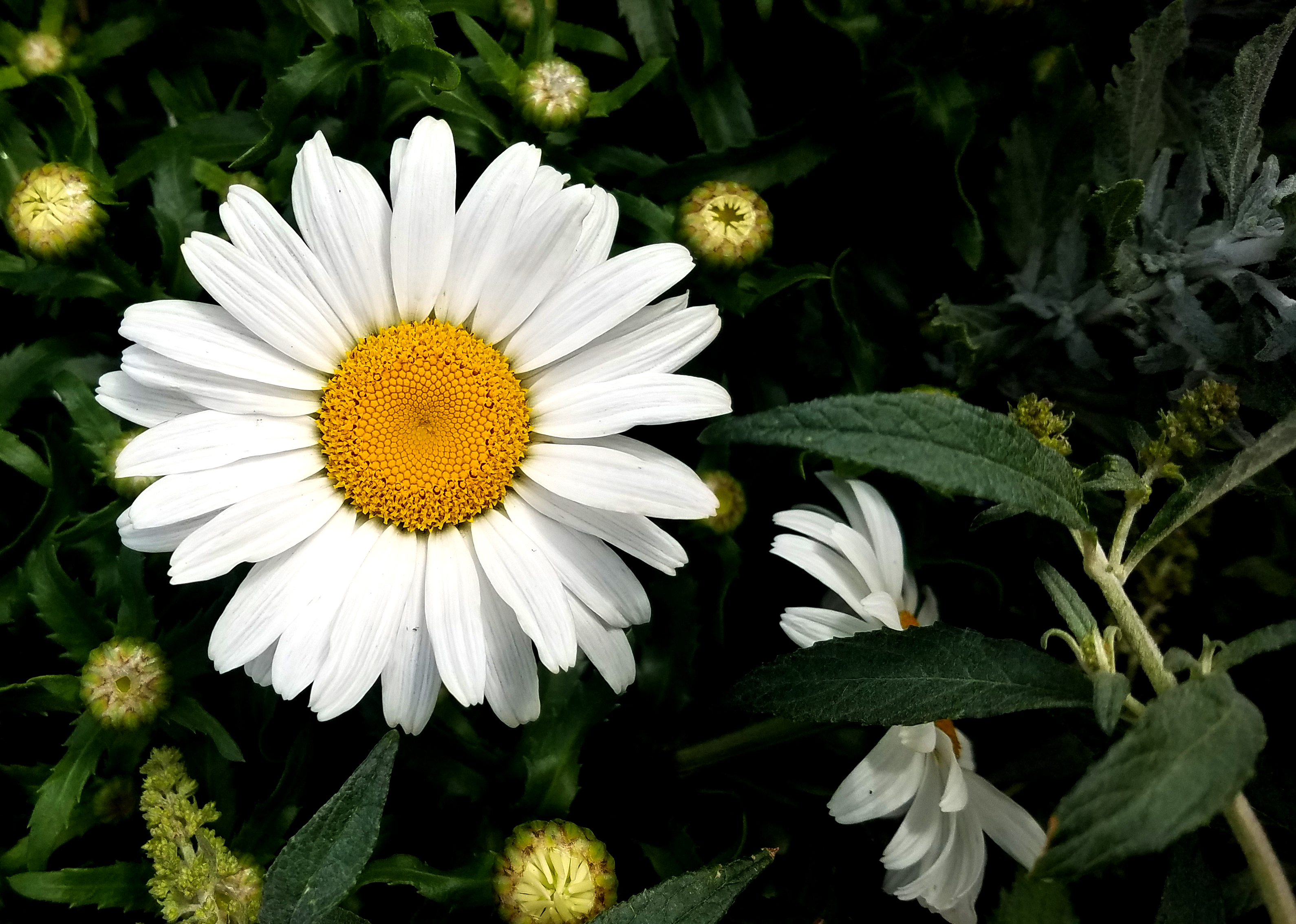 daisy-072017.jpg