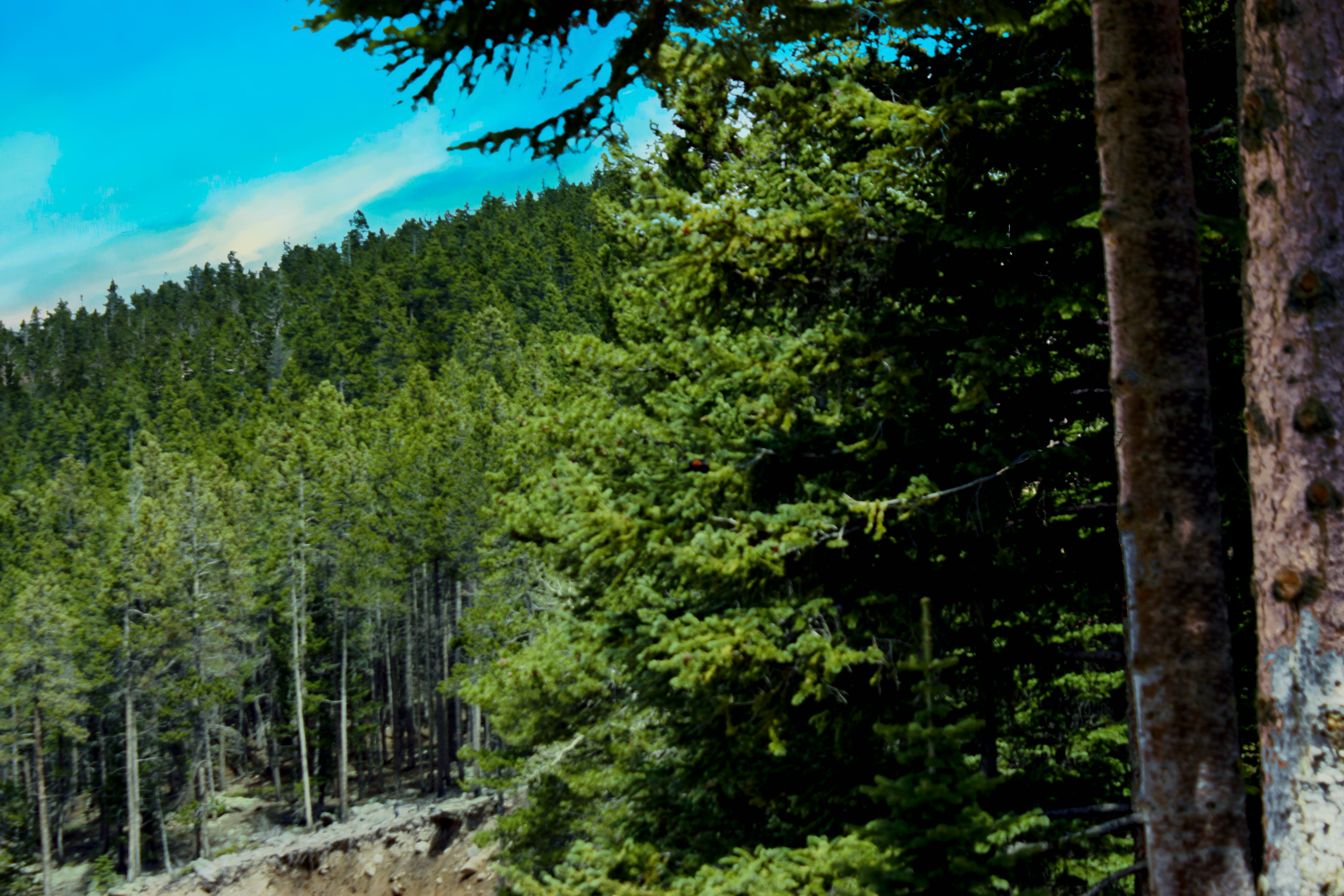 EstesParkTreesIMG_36992