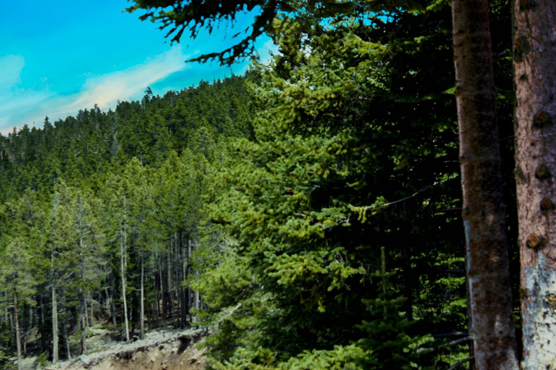 EstesParkTreesIMG_36992