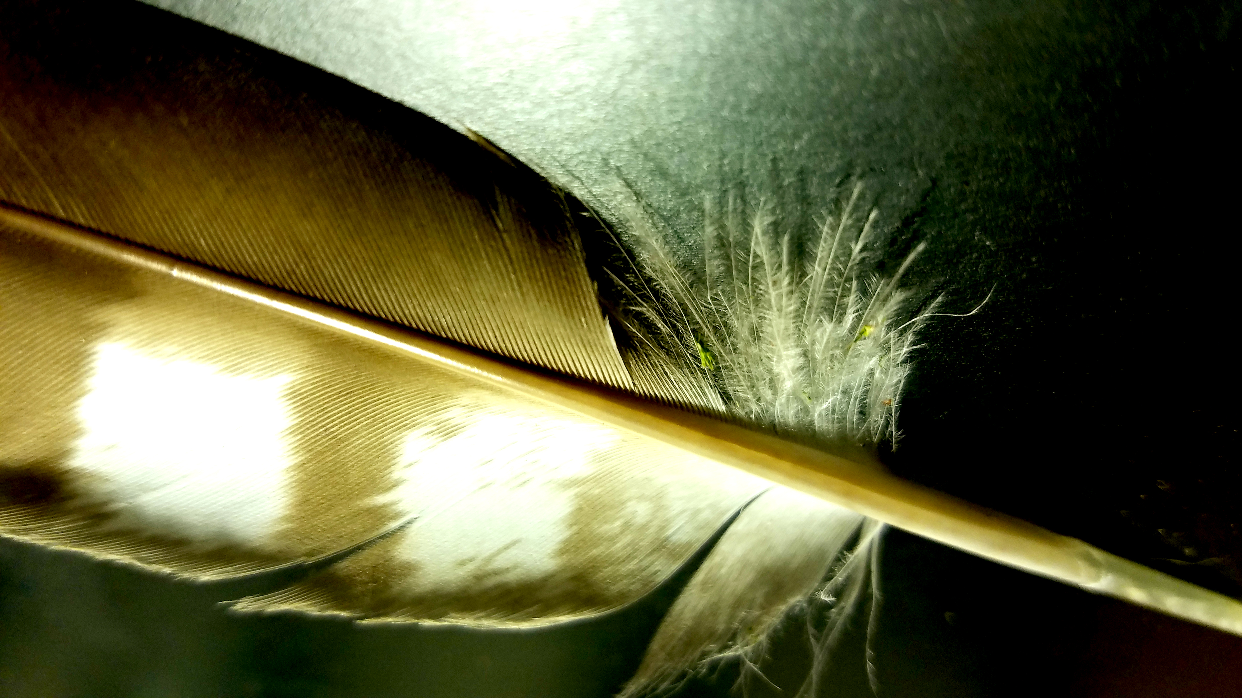 feather-quill-20170502_162325