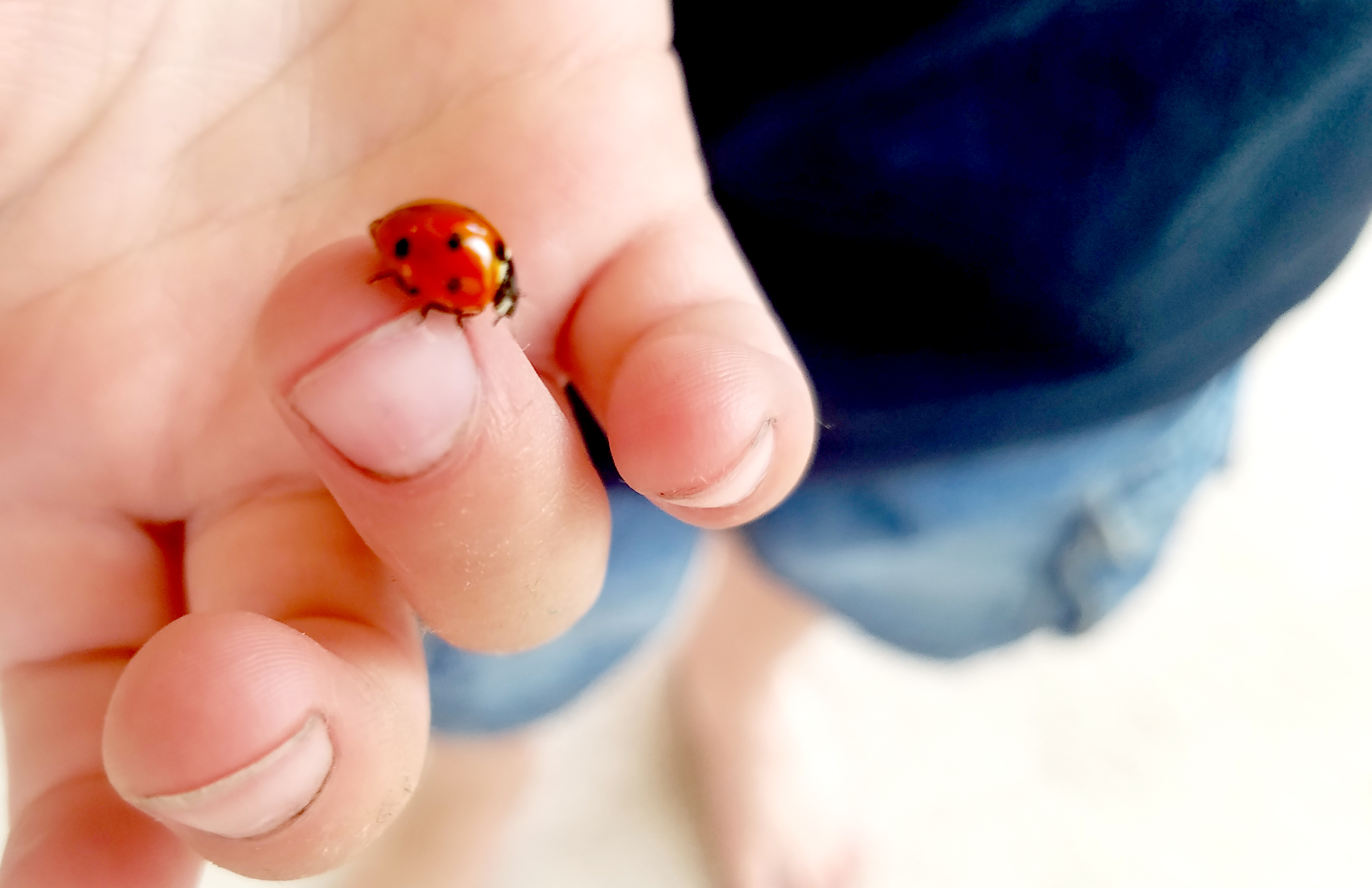 grandsonsTobyladybug07042017