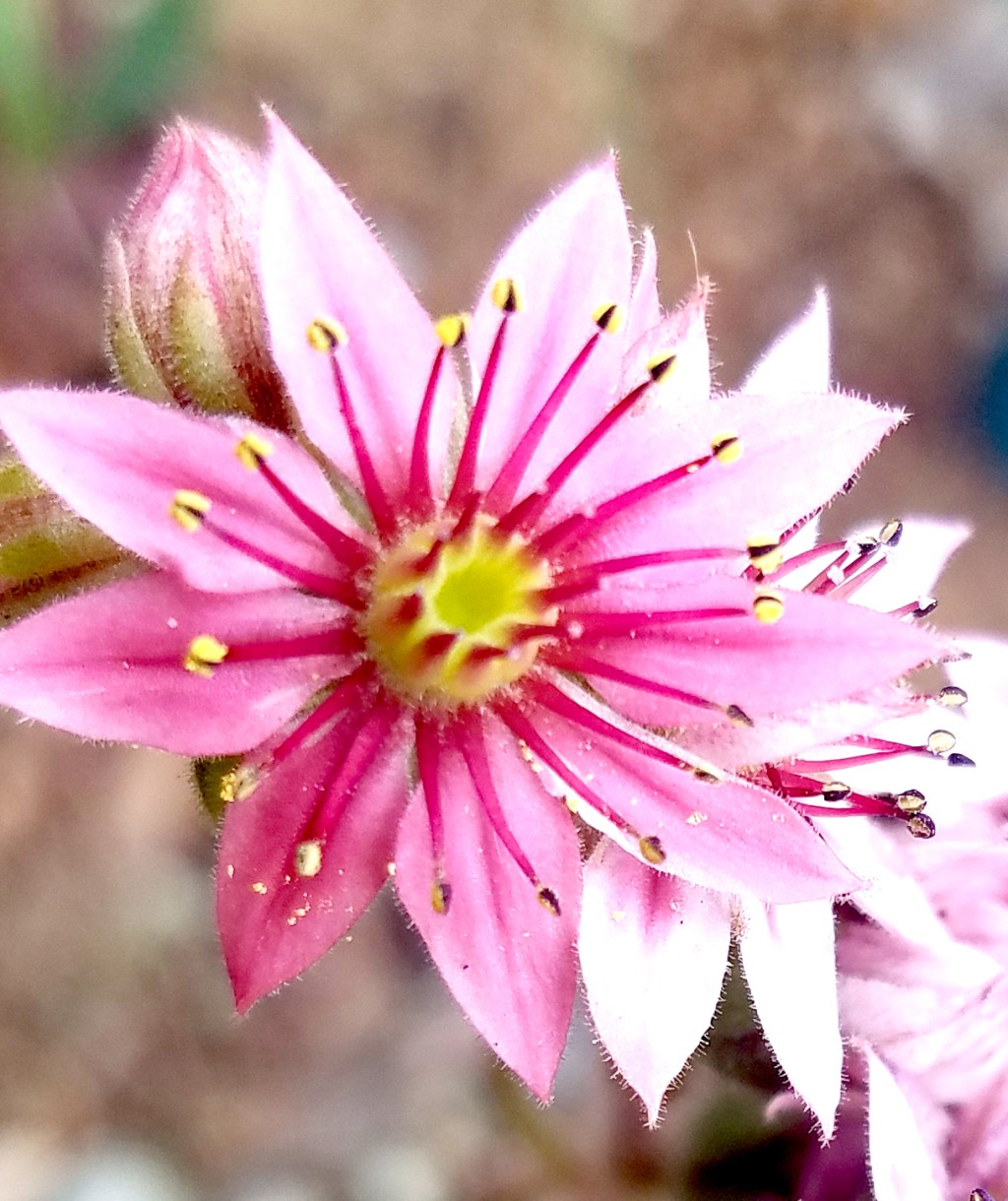 Hens and Chicks and&nbsp;Flowers