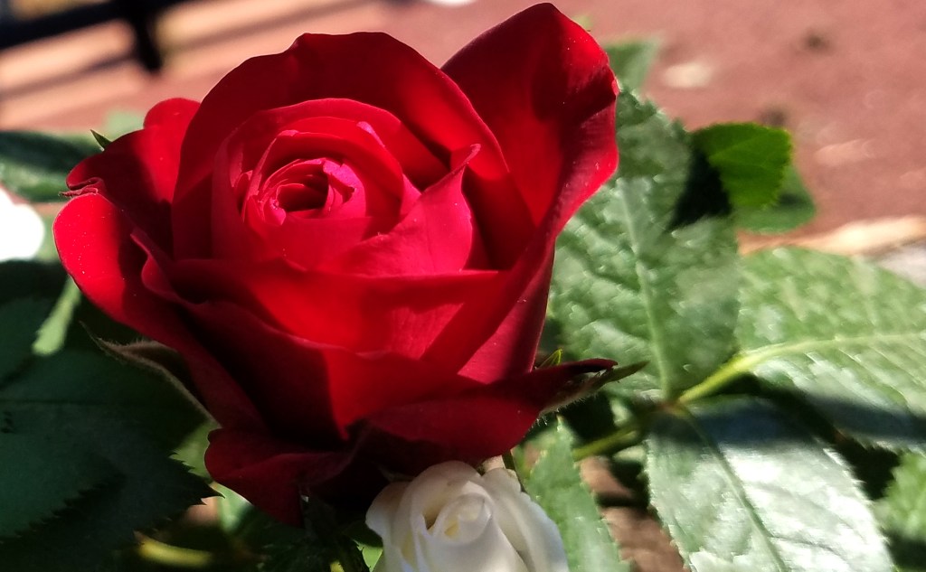 Flower of the Day – July 4,&nbsp;2017-Rose