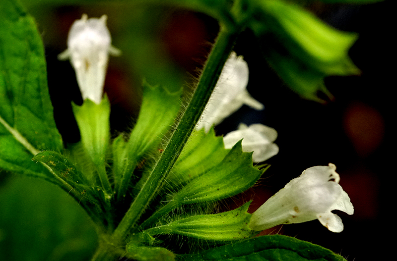 lemonbalm-800-DSC02617