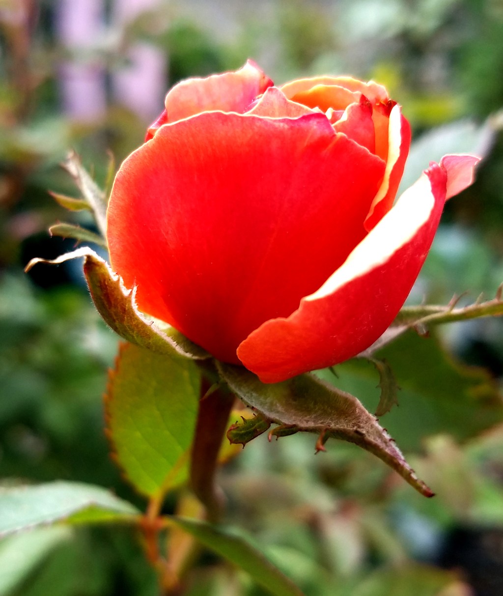 Flower of the Day – July 3, 2017&nbsp;–Rose