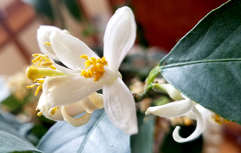 Flower of the Day – July 5, 2017 – Orange&nbsp;Blossom