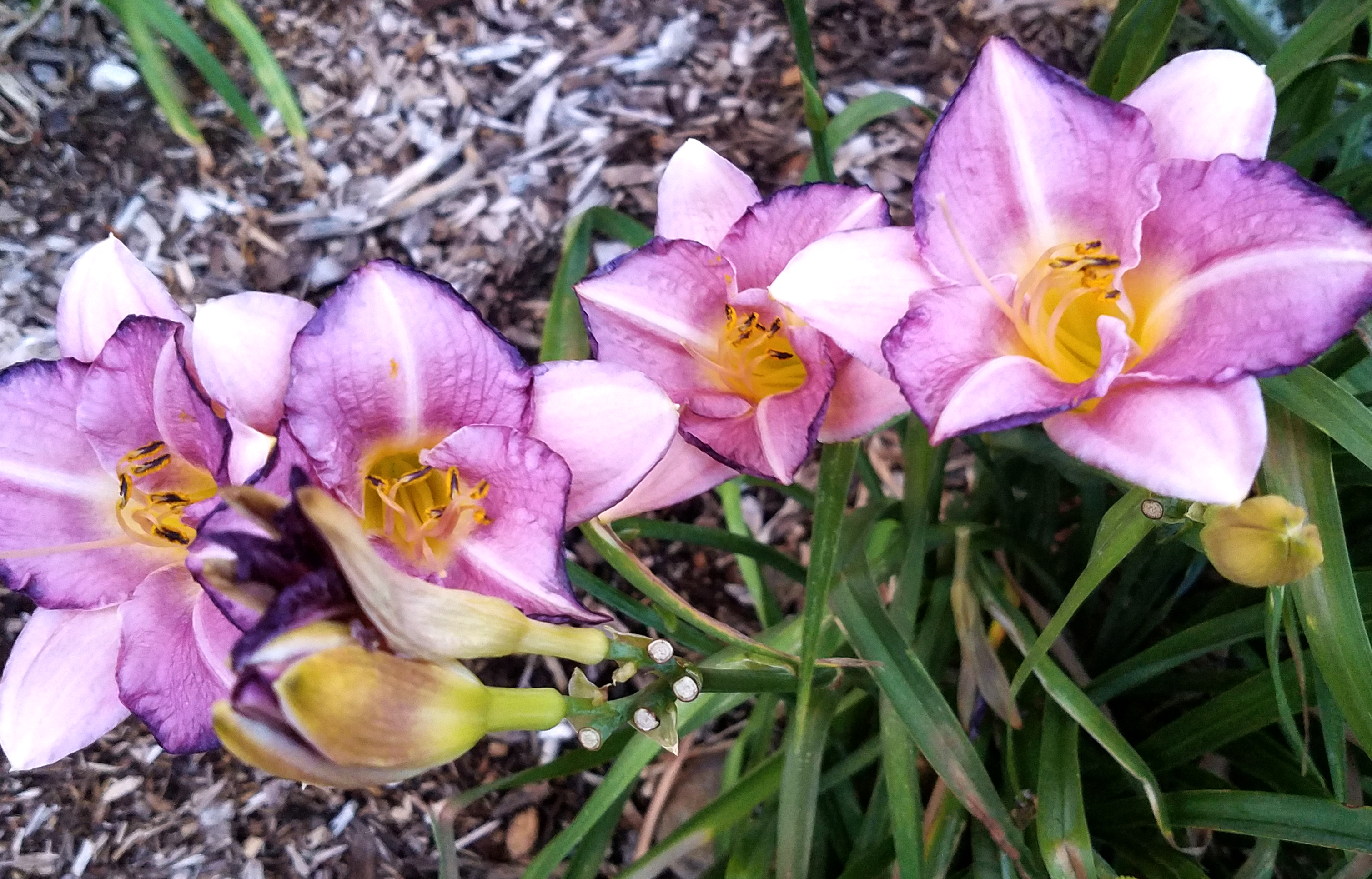 purple-lilies07152017