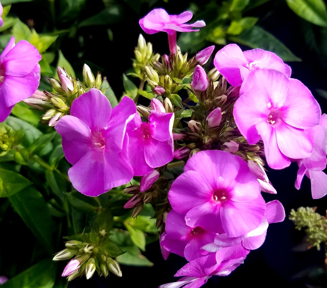 purpleflower07222017