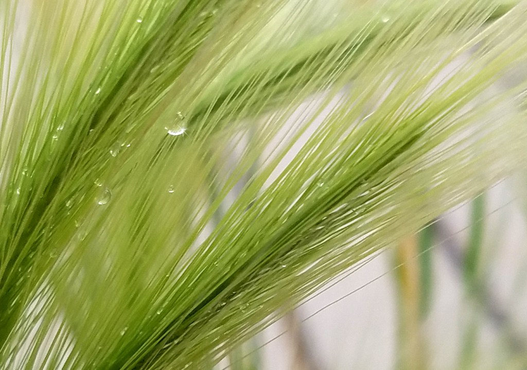 One Word Photo Challenge:&nbsp;Grain