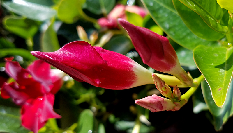 Flower of the Day – July 7,&nbsp;2017