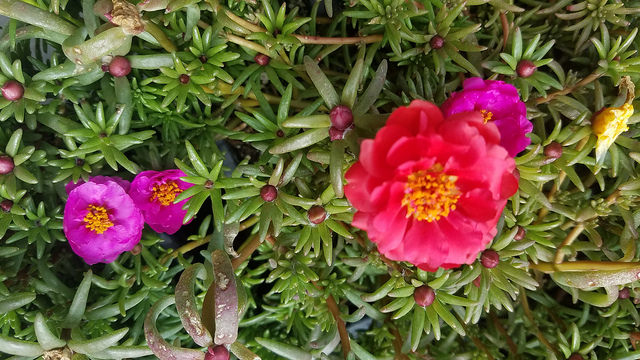rosemoss-med