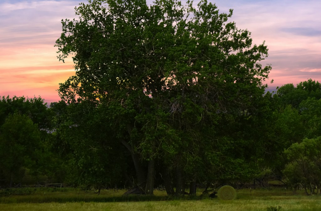 Tuesday Photo Challenge –&nbsp;Woods