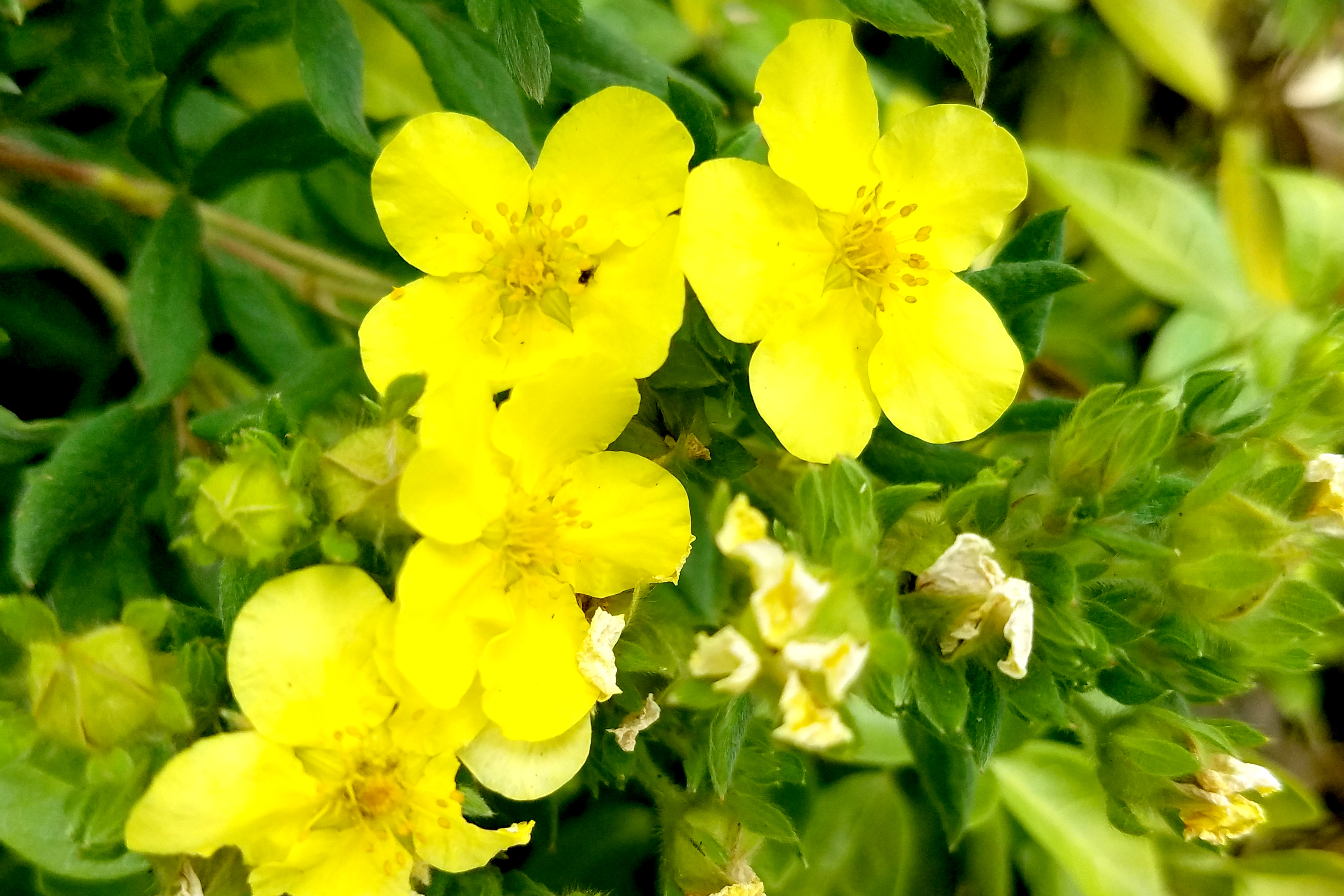 yellowflower-07182017