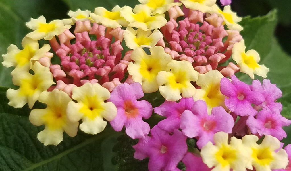 Flower of the Day – July 9,&nbsp;2017