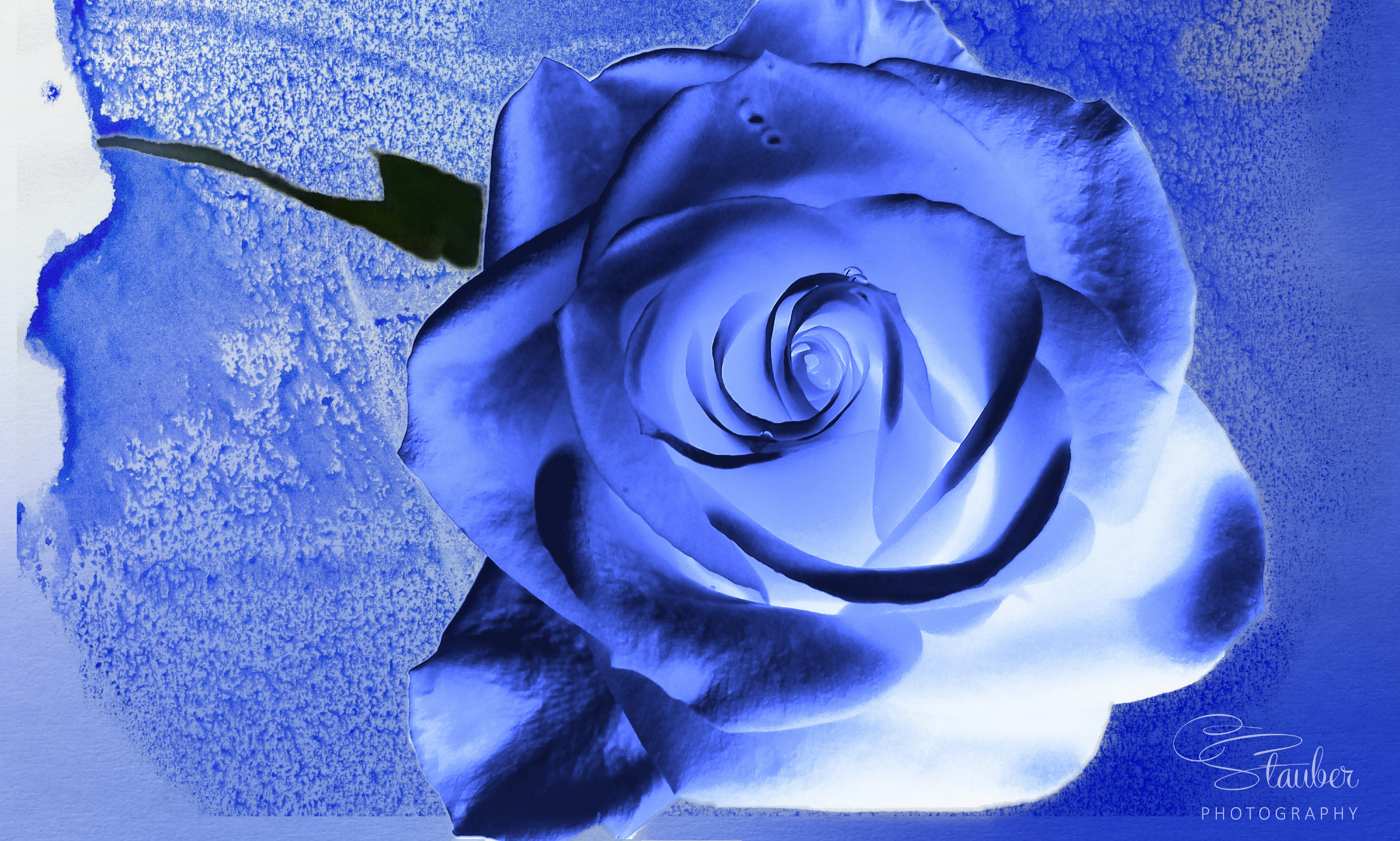 00-bluerose-20170304_112259