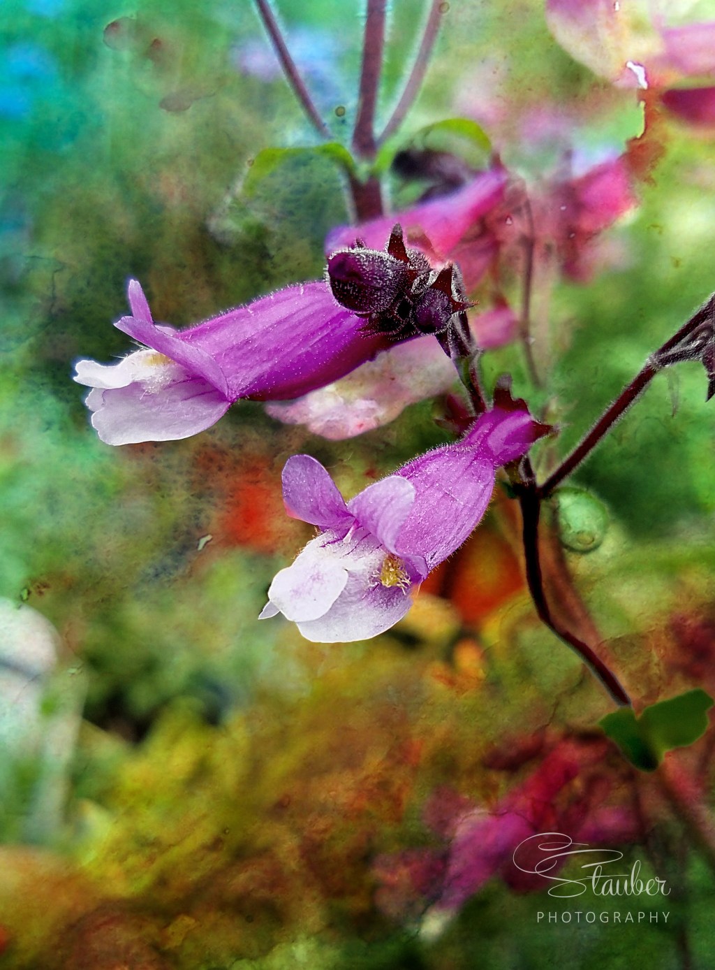 Flower of the Day – August 5, 2017 –&nbsp;Penstamon