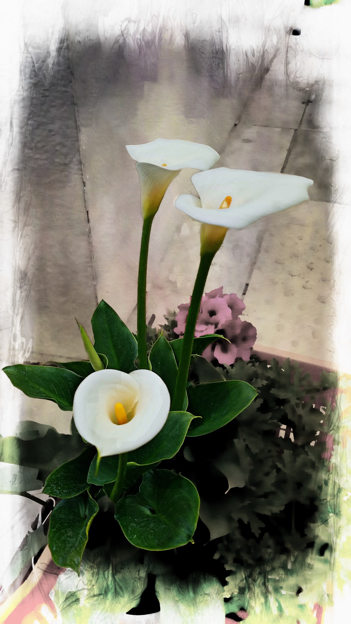 00-lily-artistic-20170407_134610_A