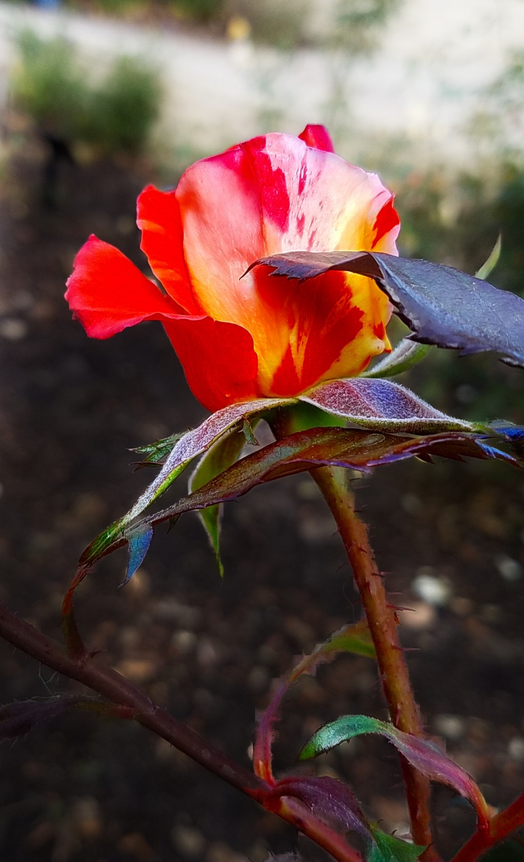 Flower of the Day – August 6, 2017 – Citrus&nbsp;Rose